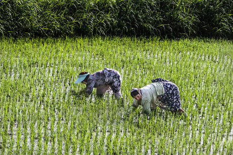 بلاتکلیفی برنجکاران خوزستانی در فصل کشت برنج
